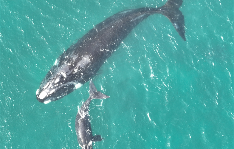 Southern right whale in Argentinian Patagonia. Credit: Solange Fermepin ©WCS.JPG